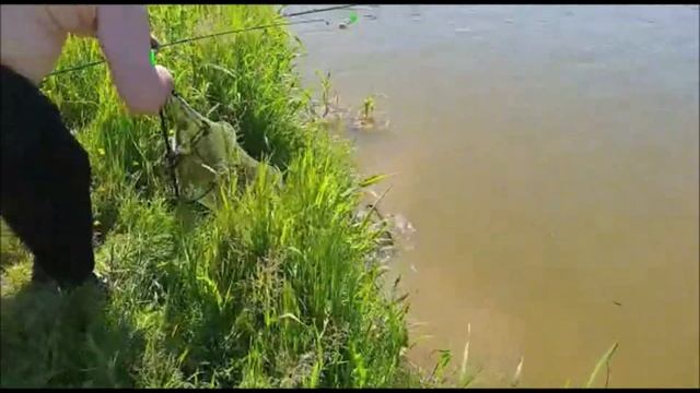 Зарыбление активизировало клев карпа на 3 секторе!!!!!Клевое место. д. Савельево. смотреть онлайн
