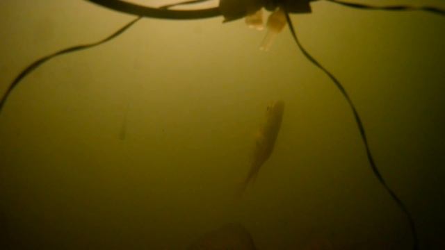 Залив Бирюсинский КВХ. Подводные съемки и дорога до залива! смотреть онлайн