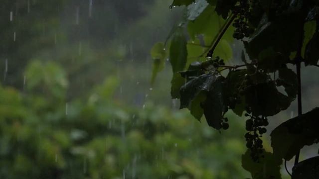 Медитация под дождем смотреть онлайн