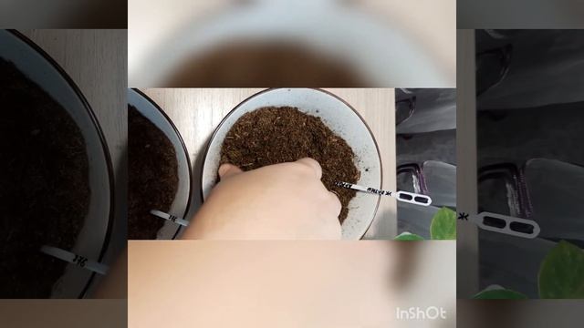 Какой грунт для фиалок выбрать?? Klasmann или Агробалт??? смотреть онлайн