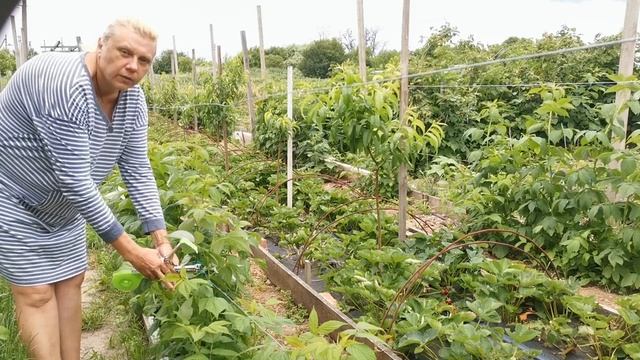 Лучшая подвязка малины для большого урожая/Сад и огород с опытом/Михаил Назаренко/ смотреть онлайн