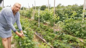 Лучшая подвязка малины для большого урожая/Сад и огород с опытом/Михаил Назаренко/