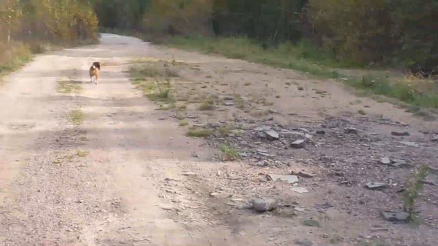 бигль на самовыгуле или потерялся ? смотреть онлайн