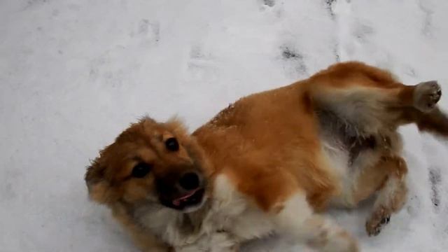 Воспитание хозяина или во дворе злая собака./Parenting of owner or in yard there is an angry dog смотреть онлайн