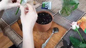 ИДЕАЛЬНЫЙ МЕТОД ЧЕРЕНКОВАНИЯ РОЗ ИЗ БУКЕТА