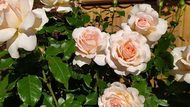 Чайно-гибридная роза Чандос Бьюти (Chandos Beauty).