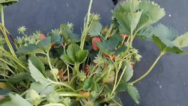 Самые вкусные сорта клубники, сорт Маригет! смотреть онлайн