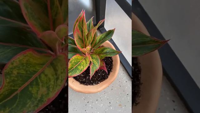 Aglaonema Creta Plants смотреть онлайн