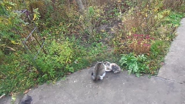 Мое любимое общество.Кошка Мася и ее детеныши. смотреть онлайн