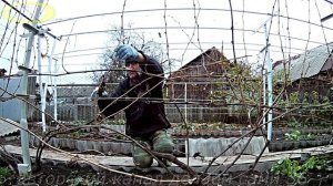 Как обрезать старый куст винограда на зиму.Как обрезать виноград осенью схема Обрезка лозы виноград