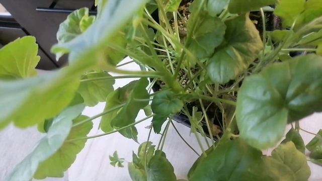 пеларгония всегда зелёная и мощная смотреть онлайн