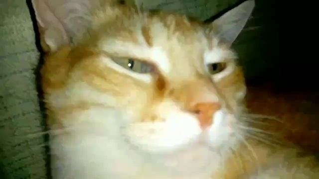 ASMR.Лучше смотреть в наушниках.Рыжуля поёт вам песенку и желает всем доброго утра ?и хорошего дня смотреть онлайн