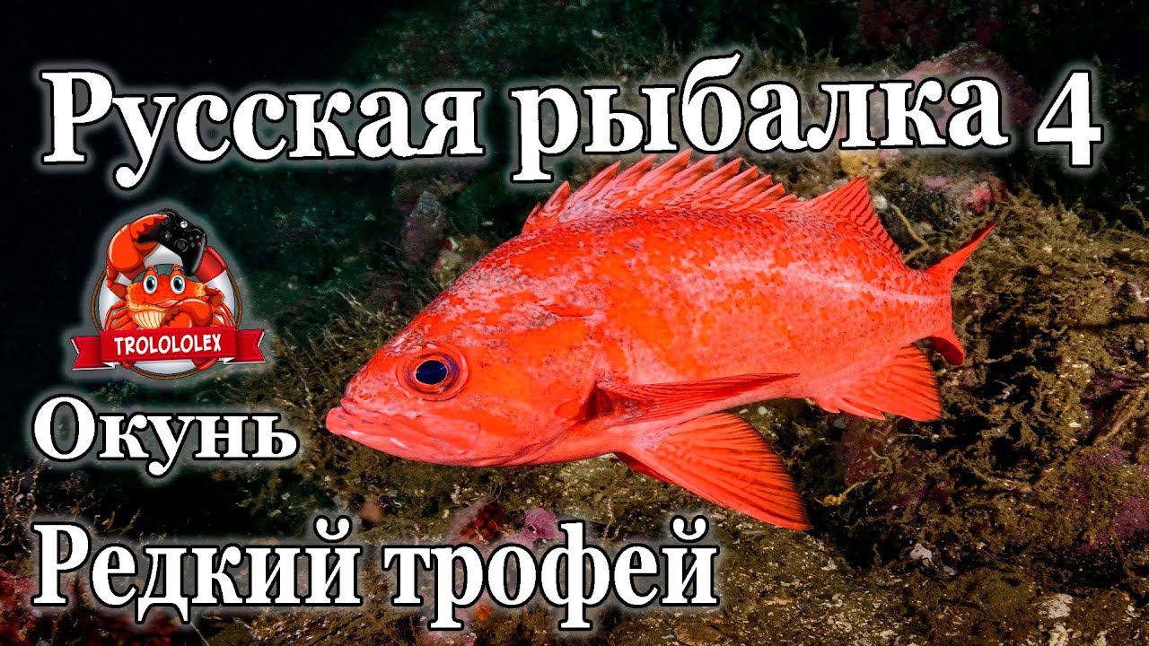 Русская рыбалка 4 Окунь морской золотистый редкий трофей смотреть онлайн