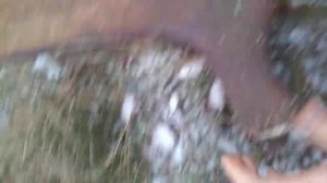 Mega poroże łosia para огромные рога лося, красивая большая пара рогов лося