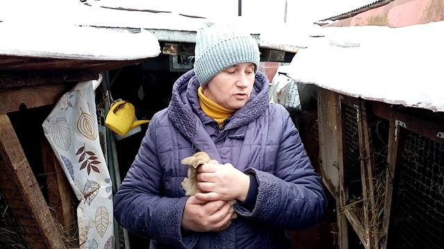 Как содержать кроликов и нужна ли вакцинация. смотреть онлайн