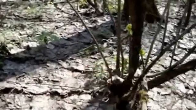 Morels или Как собирать сморчки смотреть онлайн