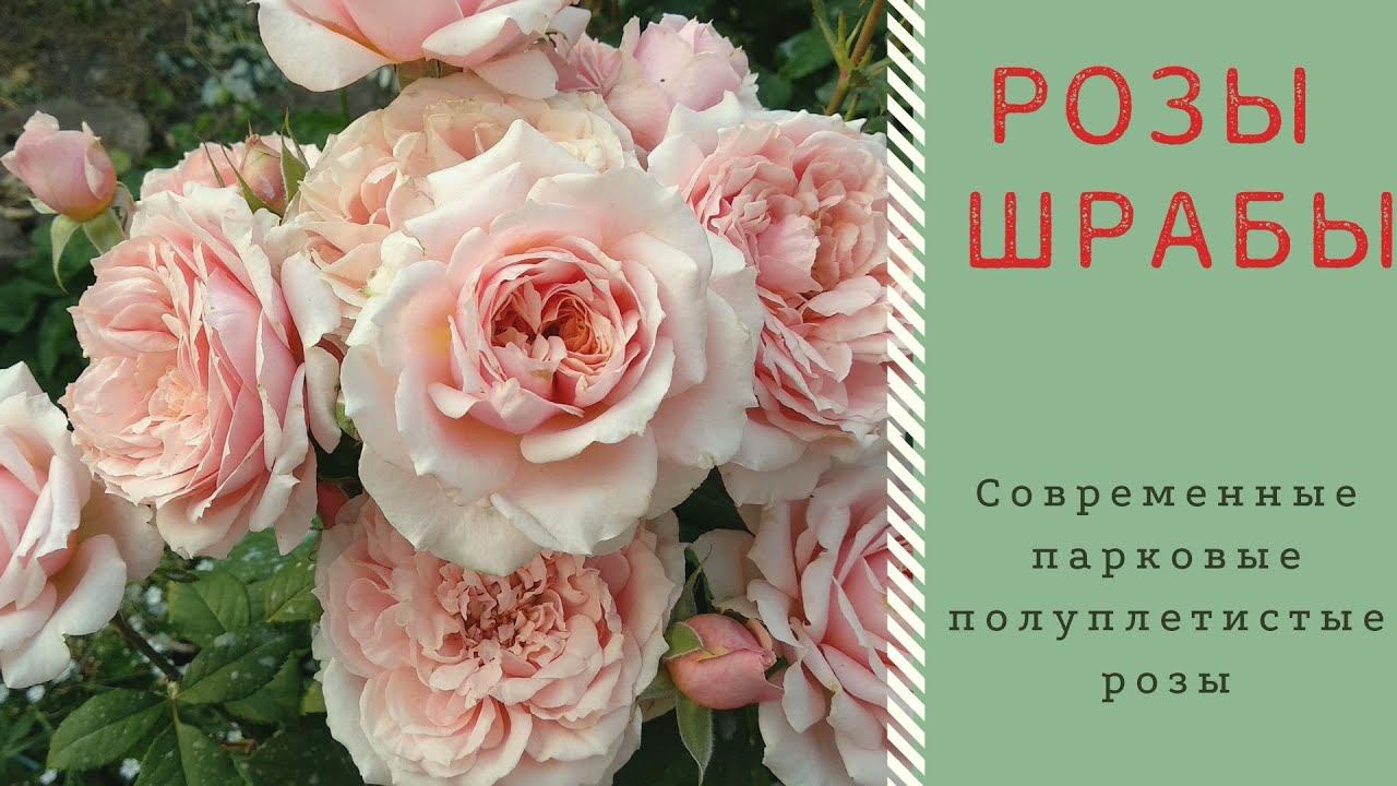 Лучшие розы для сада. Шрабы. смотреть онлайн