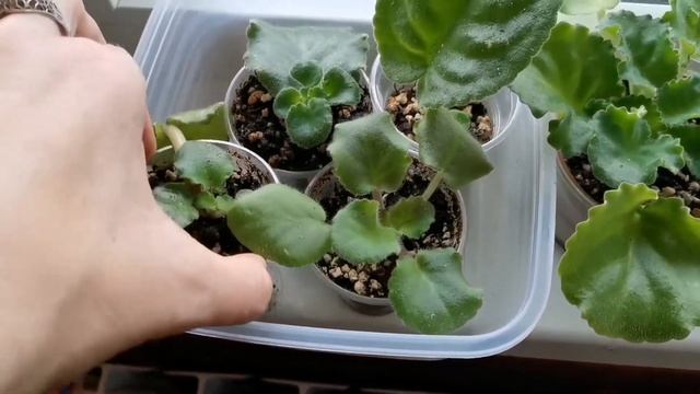 11 сортов ФИАЛОК обзор моих новинок САД на окне САМЫЕ КРАСИВЫЕ сенополии как ЦВЕТУТ фото и ВИДЕО смотреть онлайн