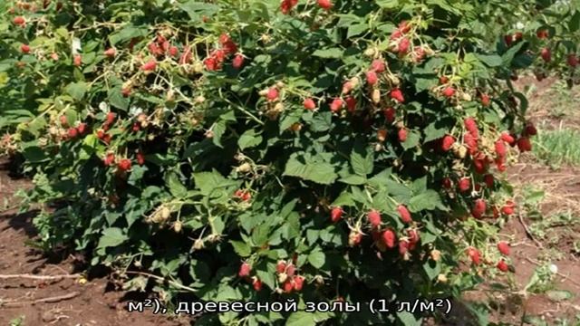 Руководство по пересадке малины осенью на новое место для начинающих садоводов смотреть онлайн