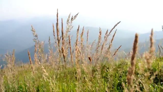 трава.AVI смотреть онлайн