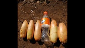 Гигантский лук-шалот: до 15 крупных луковиц из одной!