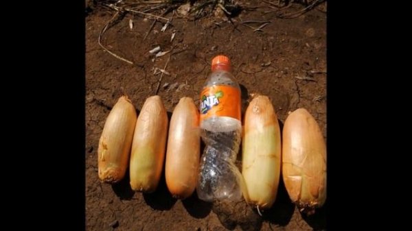 Гигантский лук-шалот: до 15 крупных луковиц из одной!