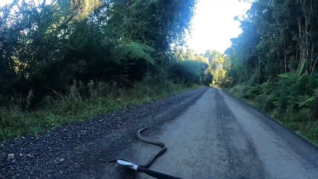 Angry Python Won't Let Me Pass. (I Went Walkabout) Part 1 смотреть онлайн