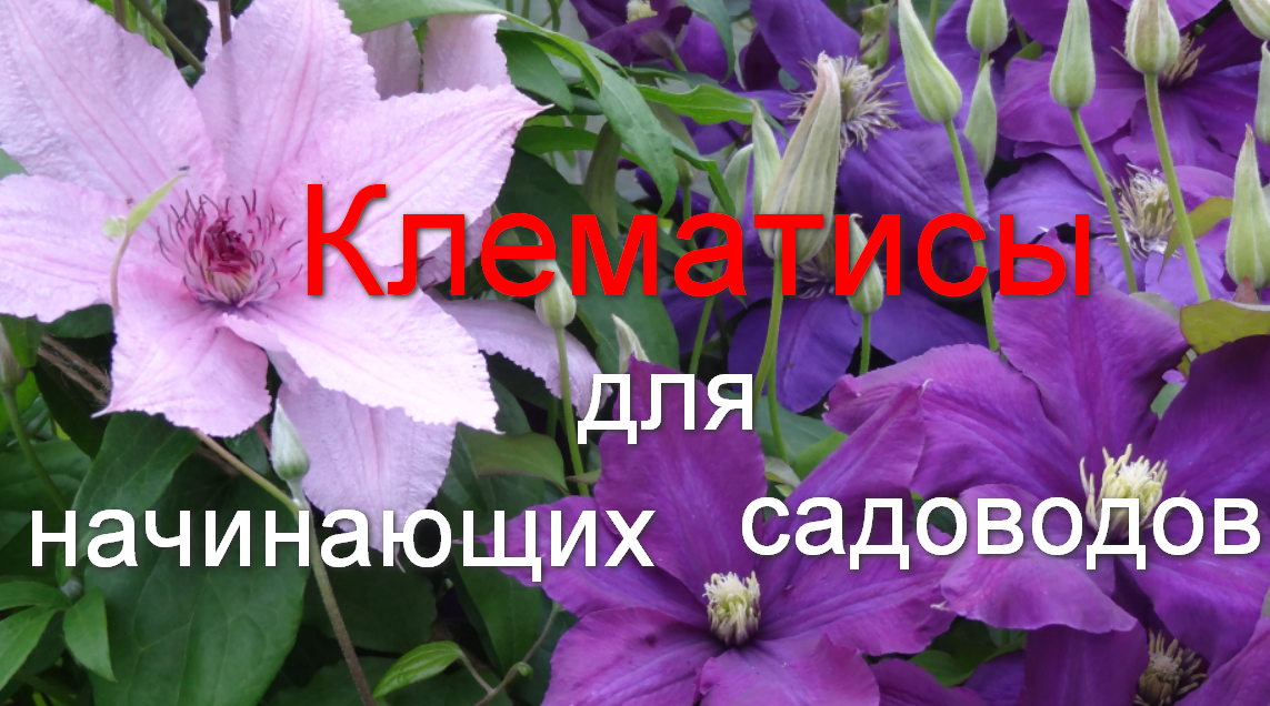Клематисы для начинающих садоводов. смотреть онлайн