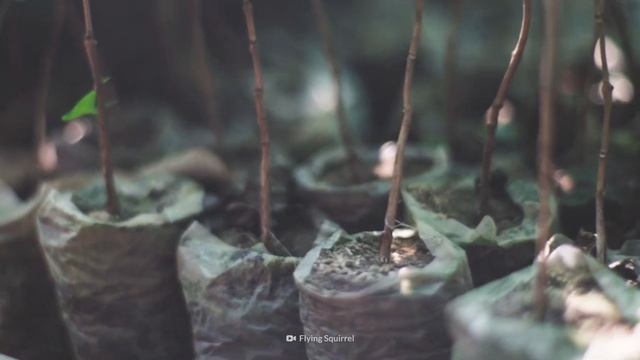 How the World Became Crazy for Coffee смотреть онлайн