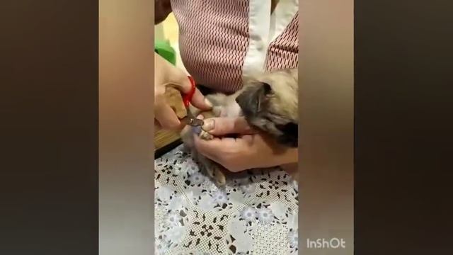 Стрижка когтей щенку чихуахуа смотреть онлайн