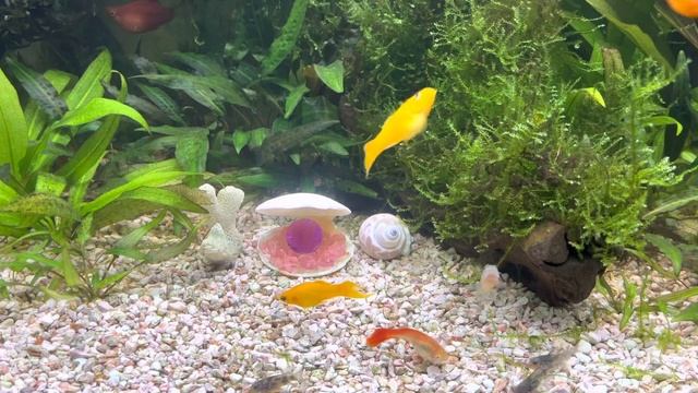 Что меня удивило на птичьем рынке Садовод в Москве. смотреть онлайн