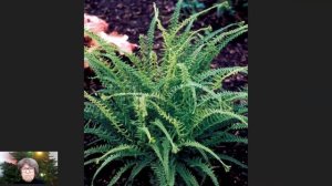 Папортники | Композиция Грация