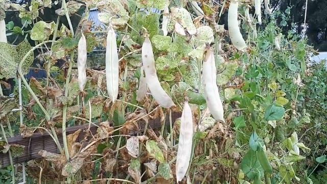 Горох. Заготовка семян подробно