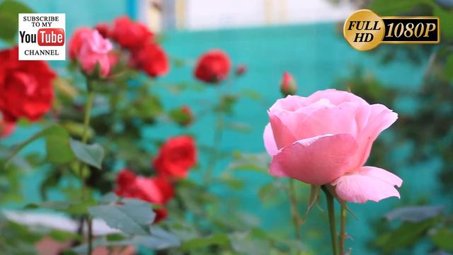 The rose garden -FULLHD Canon 7d@ Samyang 35mm 1.5 смотреть онлайн