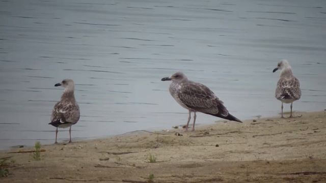 БИОСФЕРА. Чайки хохотуньи в Белгороде. Северский Донец. Стая на пляже. смотреть онлайн