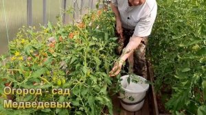 Как эффективно использовать кистедержатели на томатах