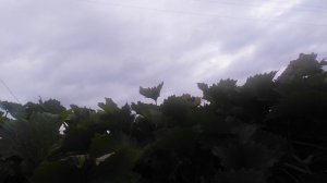 VID_20240904_075055.mp4