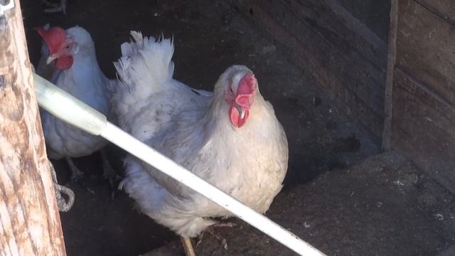 Куры несушки, молодки, цыплята. смотреть онлайн