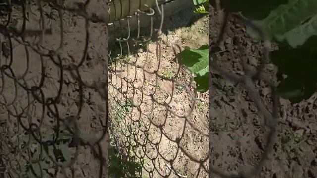 Восстановление куста после градобоя. #виноград #град # обработкавинограда смотреть онлайн