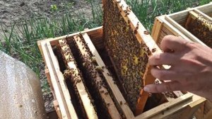 Как сделать отводок пчел на пасеке. Формирование отводков для взятка из подсолну