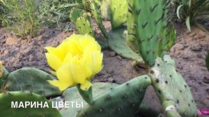 ОПУНЦИЯ- КАКТУС . КОТОРЫЙ ЗИМУЕТ!!!