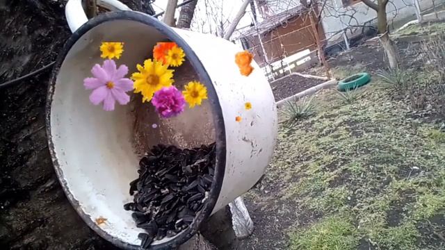 СИНИЧКИ кушают, живая съёмка,воробей тоже прилетел на огонёк смотреть онлайн