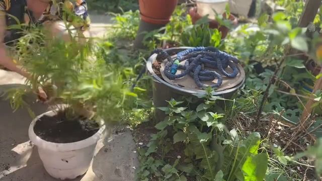 Цветы которые ты любишь ❤️ смотреть онлайн