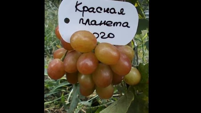 Виноград Красная планета 2020 года в Киевской области смотреть онлайн