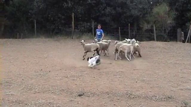 Papillon pastor / Herding papillon смотреть онлайн