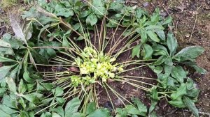 Морозник ранней весной.