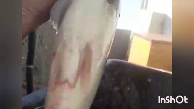 Запуск карпа в пруд Орлянки, Крым 27.07.2021 смотреть онлайн