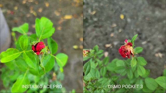 Insta360 ACE Pro VS DJI OSMO Pocket 3 | Camera Test смотреть онлайн