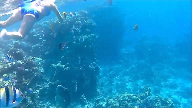 Египет Красное море Подводный мир Hilton Sharks Bay Resort 4 / Рыба Наполеон смотреть онлайн