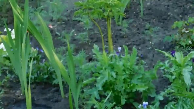 Бесплатные цветы для клумбы ! Композиция из многолетников ! смотреть онлайн